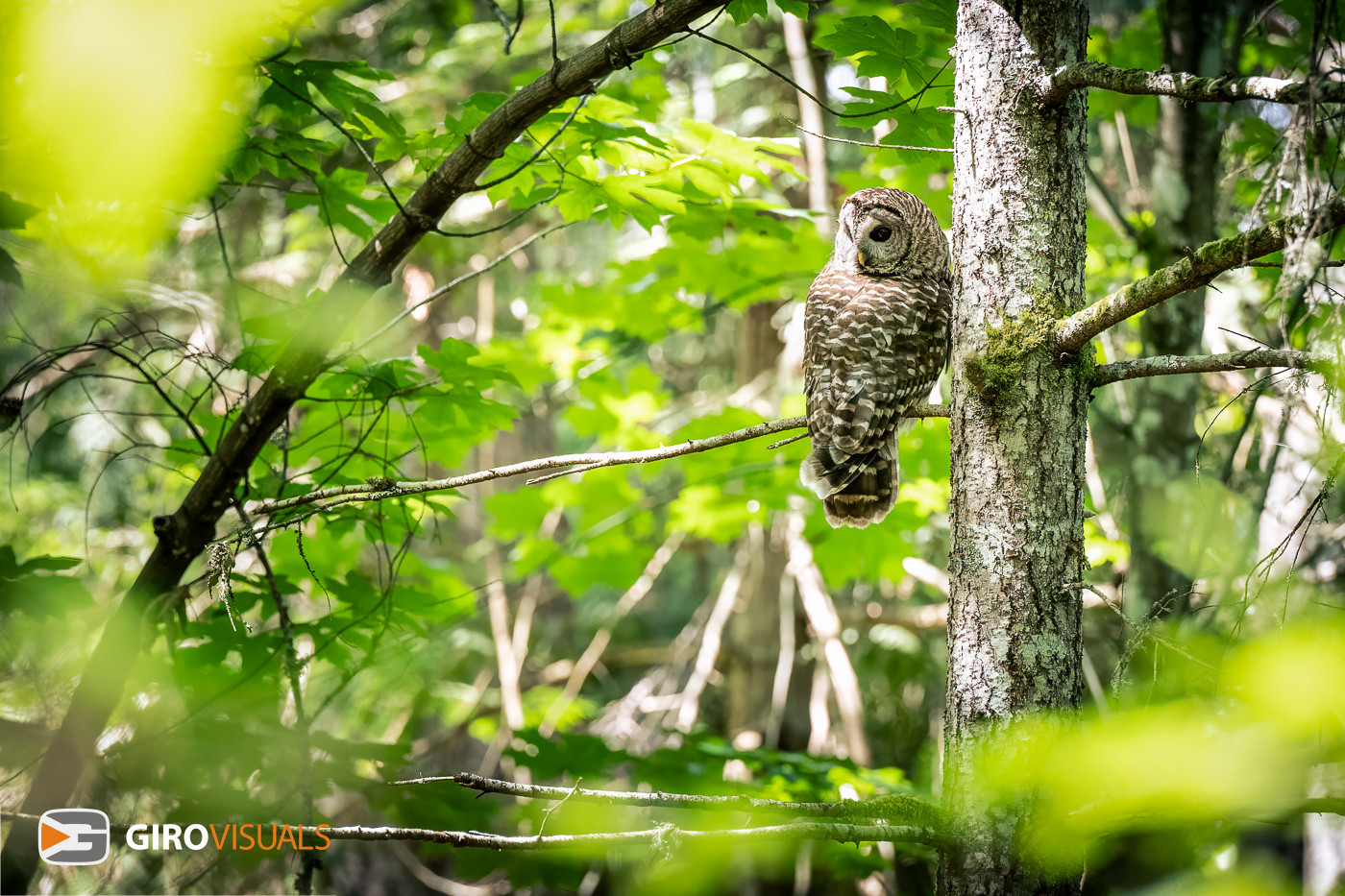 Vancouver Island Barred Owl